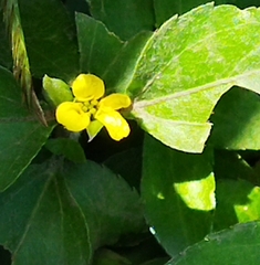 Calyptocarpus vialis