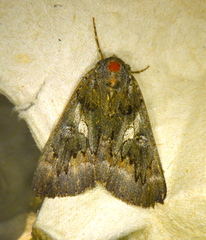Catocala antinympha