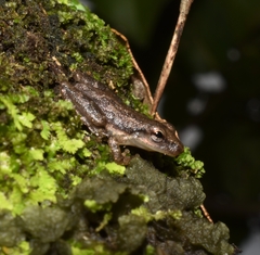 Scinax staufferi