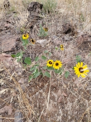 Helianthus petiolaris