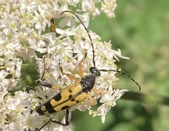 Rutpela maculata