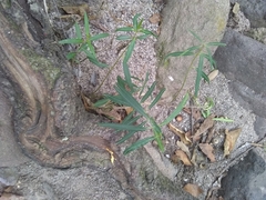 Asclepias angustifolia