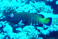 Cephalopholis argus