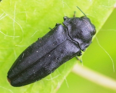 Coraebus rubi