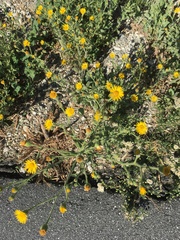 Heterotheca grandiflora