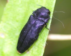Coraebus rubi