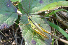 Mecostethus parapleurus