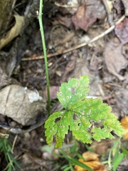 Rubus flagellaris