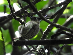 Picumnus olivaceus