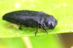 Coraebus rubi