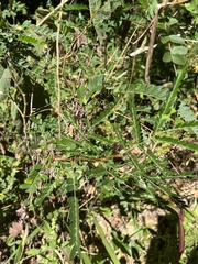 Phyllanthus urinaria