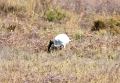 Threskiornis aethiopicus