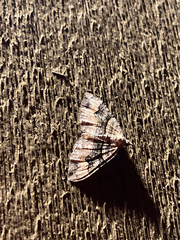 Xanthorhoe