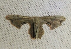 Calledapteryx dryopterata