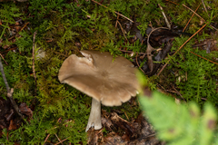 Entoloma griseum