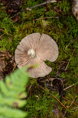 Entoloma griseum