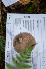 Entoloma griseum