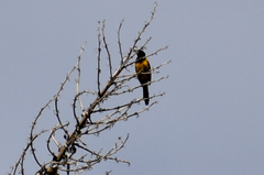 Icterus wagleri