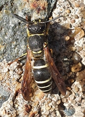 Ancistrocerus catskill