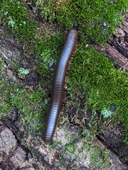 Narceus americanus
