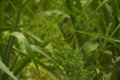 Indigofera suffruticosa