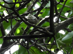 Picumnus olivaceus