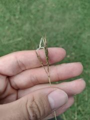 Bothriochloa pertusa