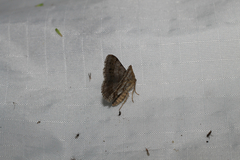 Digrammia ocellinata