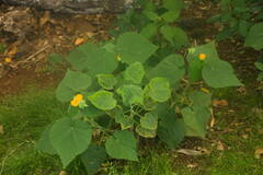 Abutilon grandifolium
