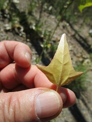 Atriplex micrantha