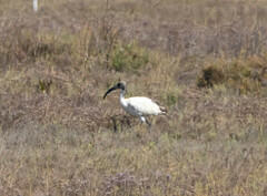 Threskiornis aethiopicus