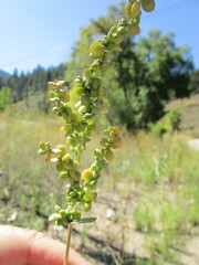 Atriplex micrantha