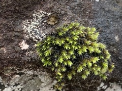 Racomitrium aciculare