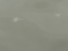 Chrysaora chesapeakei