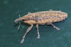 Lixus subtilis