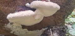 Fomitopsis pinicola