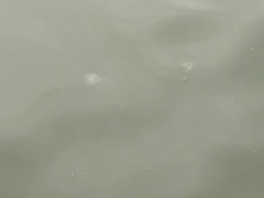 Chrysaora chesapeakei