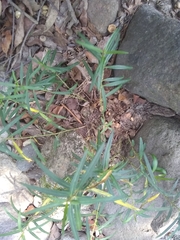Asclepias angustifolia