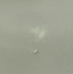 Chrysaora chesapeakei