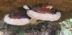 Fomitopsis pinicola