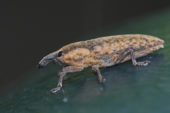 Lixus subtilis