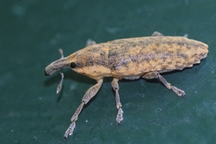 Lixus subtilis