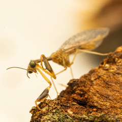 Leptomantispa pulchella