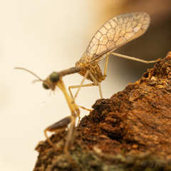 Leptomantispa pulchella