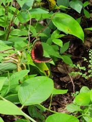 Biblis hyperia