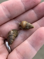 Ilyanassa trivittata