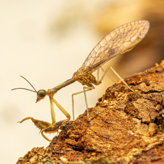 Leptomantispa pulchella