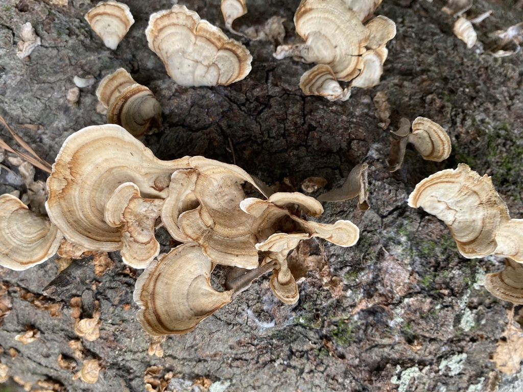 Stereum lobatum from NC State University, Raleigh, NC, US on September ...