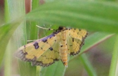 Ategumia ebulealis