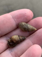 Ilyanassa trivittata